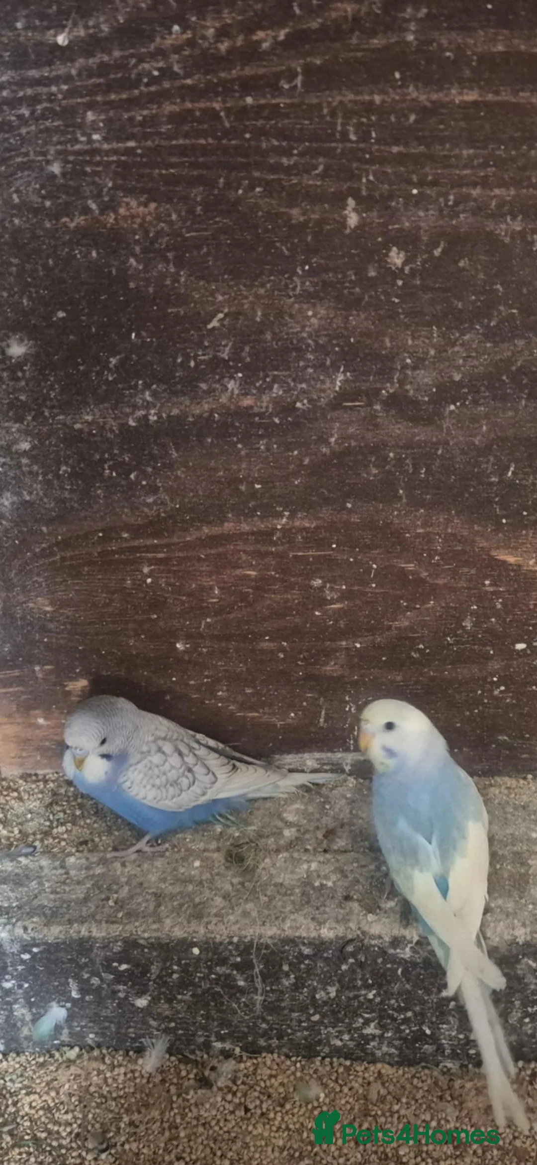 Budgerigars birds for sale: Budgies  - Advert 2