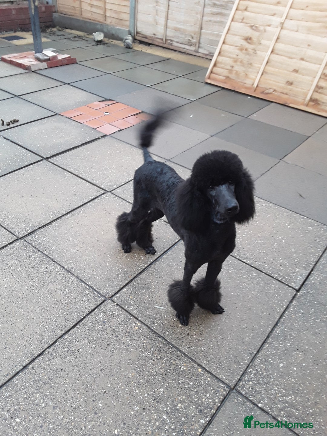 Standard Poodle dogs for sale: Beautiful KC Reg Standard Poodle Puppies - Image 8