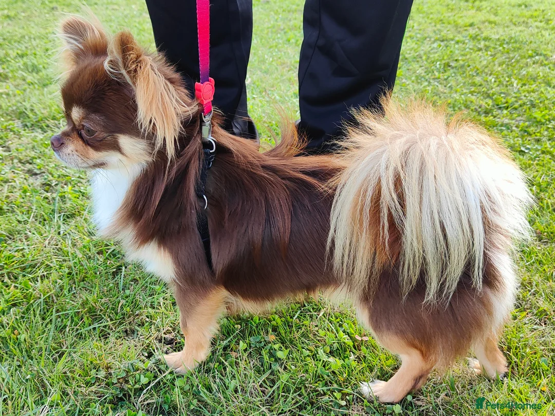 Chihuahua dogs for stud: STUD: Long Coat Chocolate Boy in Aldershot - Advert 2