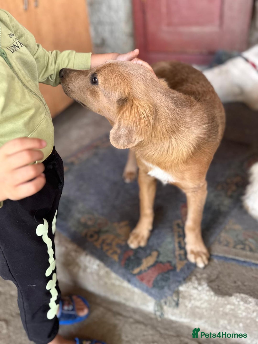 Mixed Breed dogs for adoption: THEO - a Superb Puppy Boy, for a Loving Home - Image 26