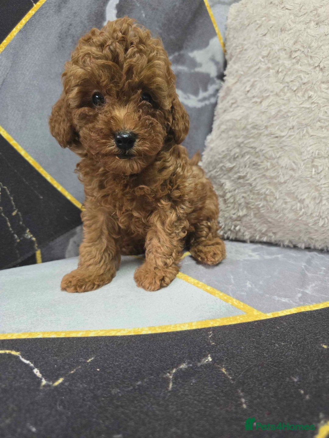 Toy Poodle dogs for sale: 3 Stuninngly cute red toy poodle puppies - Advert 20