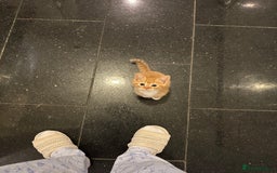 Domestic Shorthair cats for sale: 5 boy kittens for sale - Image 9