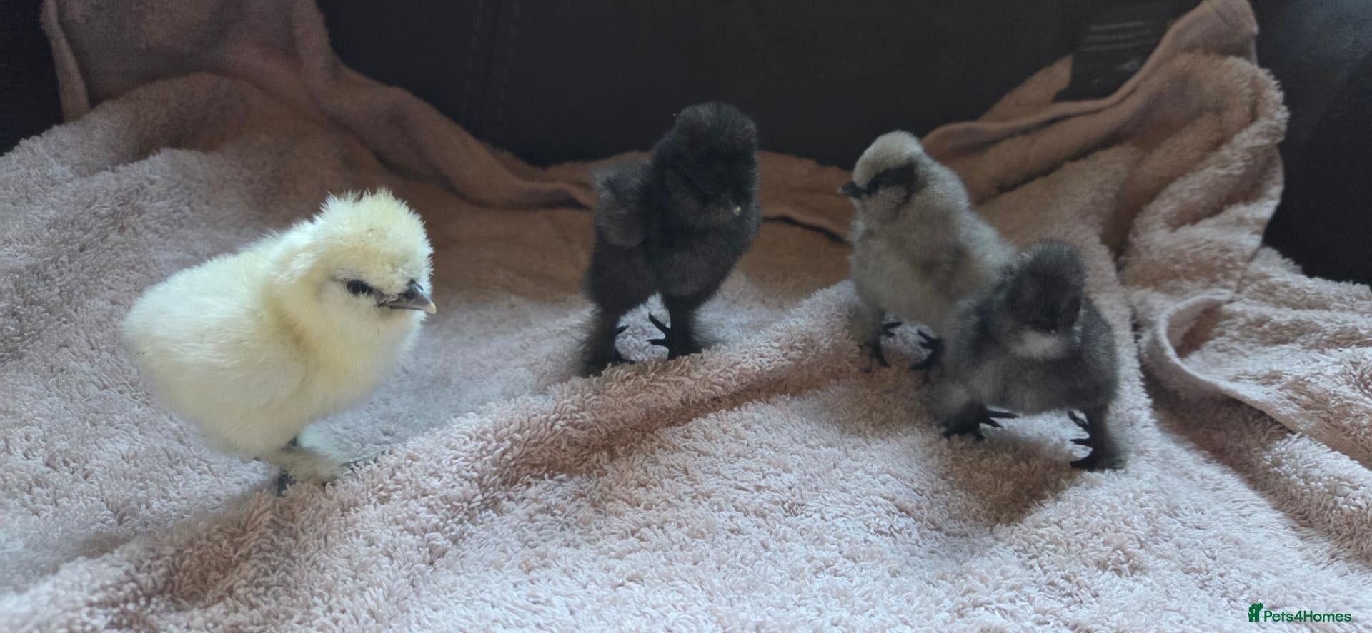 Chickens poultry DAY OLD PURE BREED SILKIE CHICKS  - Advert 10