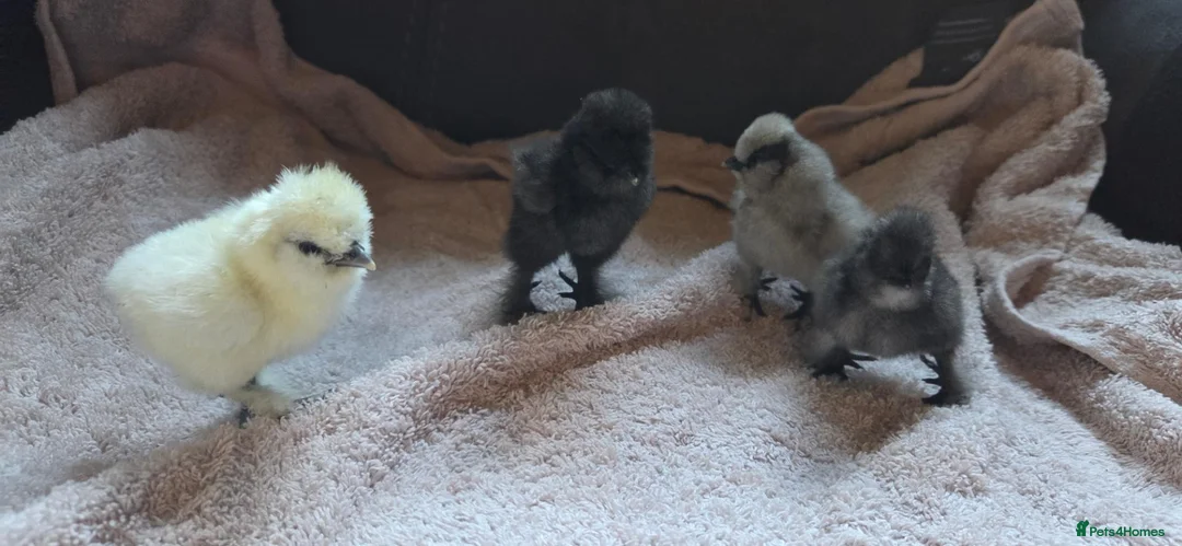 Chickens poultry for sale: DAY OLD PURE BREED SILKIE CHICKS  - Advert 1