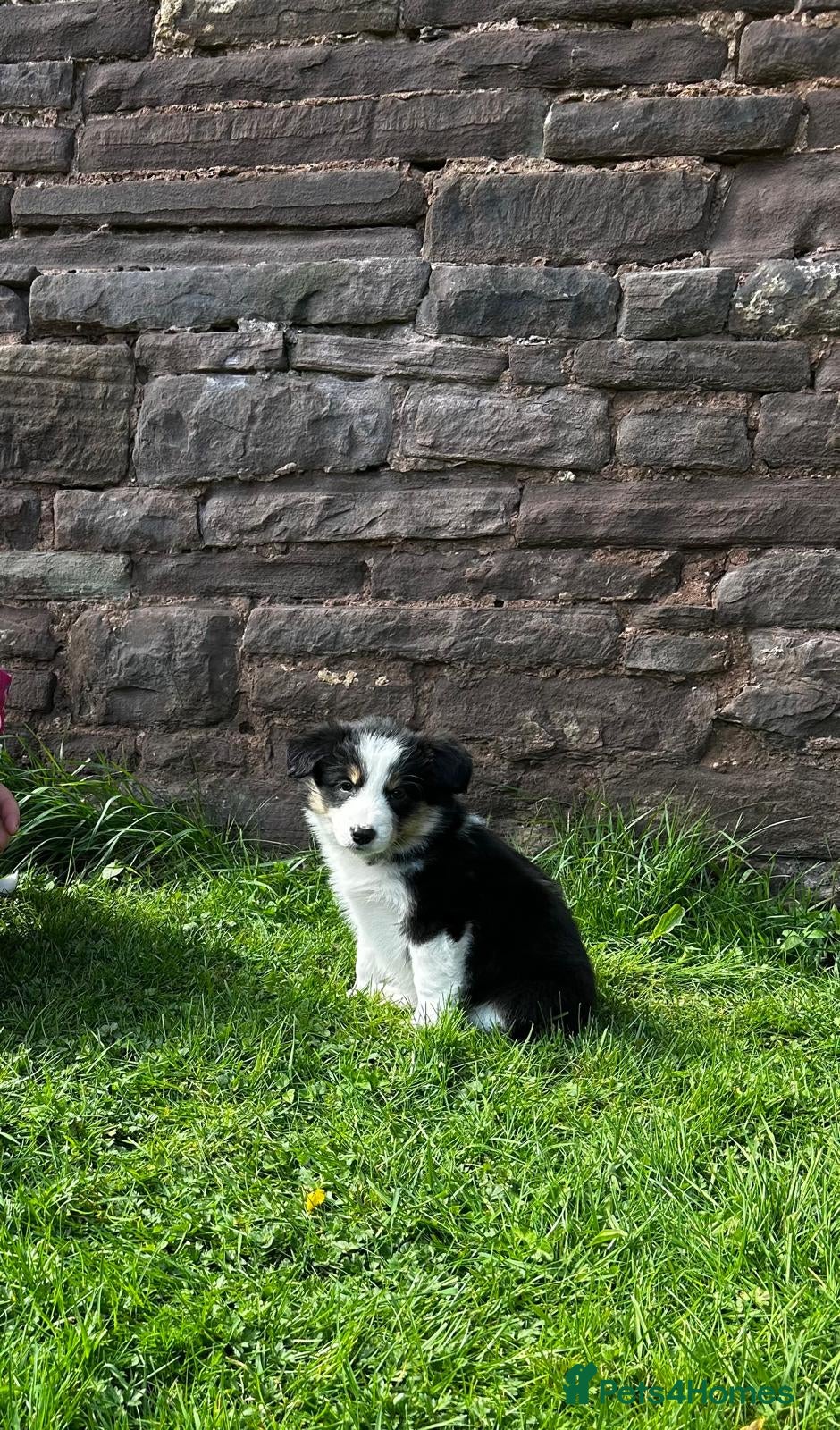 Border Collie dogs Outstanding Long Haired Border Collies - Advert 2