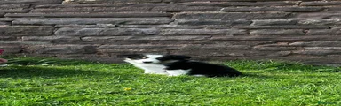 Border Collie Puppy 4