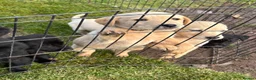 Labrador Retriever dogs for sale: Labrador Puppies - Advert 13