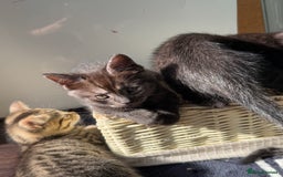 British Shorthair cats for sale: Kitten  - Image 13