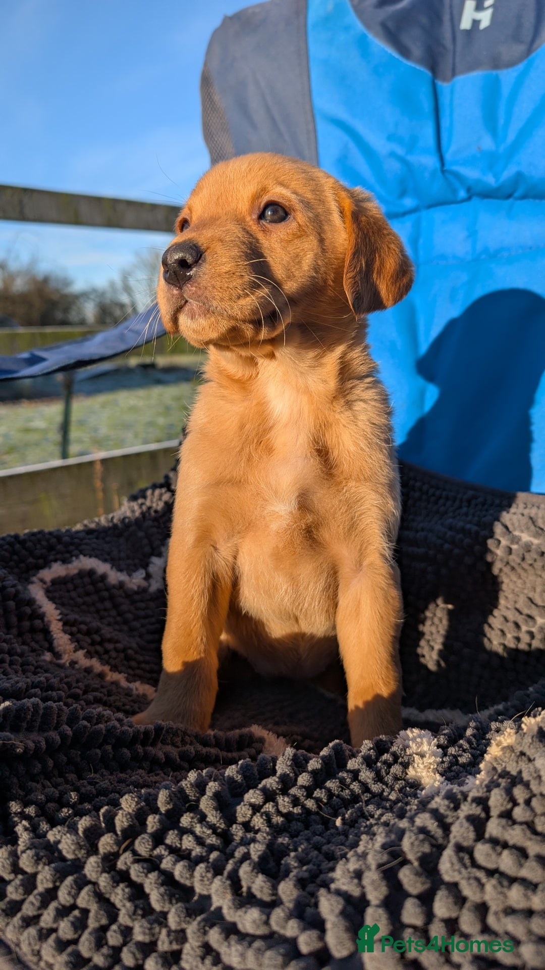 Labrador Retriever dogs for sale: Fab KC Fox Red Pups - 4* Higher Standard Breeder - Advert 20