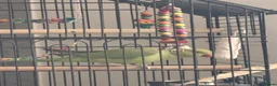 Ringnecks birds for sale: Green Female indian ringeck for sale - Advert 8