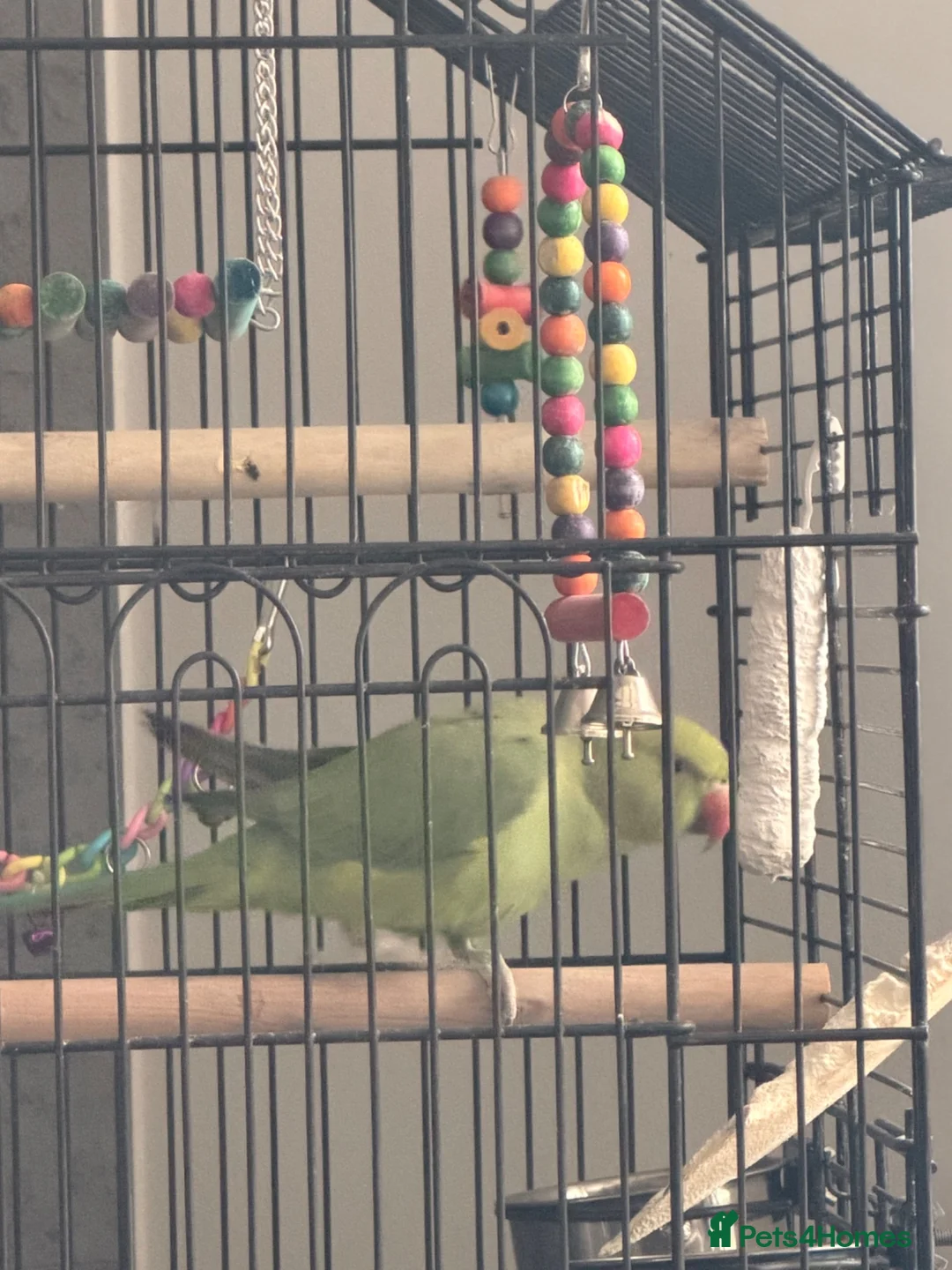 Ringnecks birds for sale: Green Female indian ringeck for sale - Advert 8
