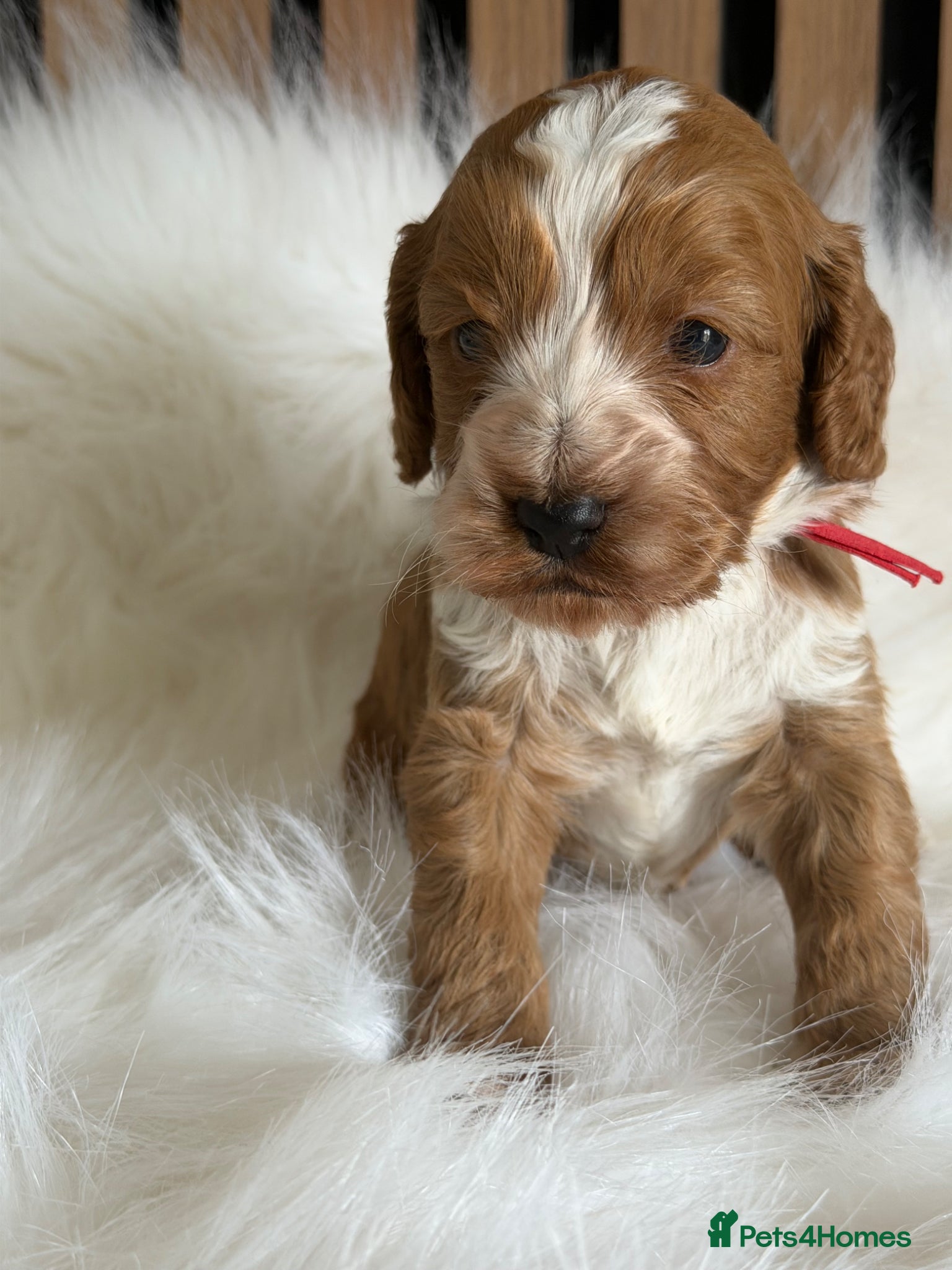 Cockapoo dogs ♦️🐾 F1 Cockapoo Puppies •  Pedigree •DNA Tested✅  - Advert 8