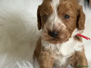 Cockapoo dogs ♦️🐾 F1 Cockapoo Puppies • Pedigree •DNA Tested✅ - Advert 14