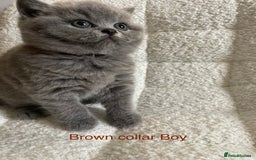 British Shorthair cats for sale: 4 purebred British shorthair kittens  - Image 17