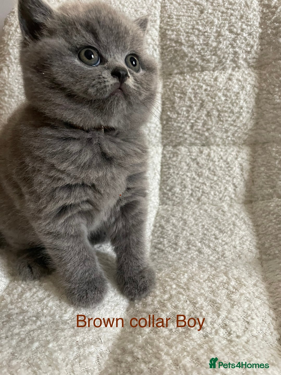 British Shorthair cats for sale: 4 purebred British shorthair kittens  - Image 17
