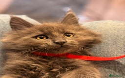 Maine Coon cats for sale: FINAL 3 REMAINING :TICA registered Mainecoons  - Image 12