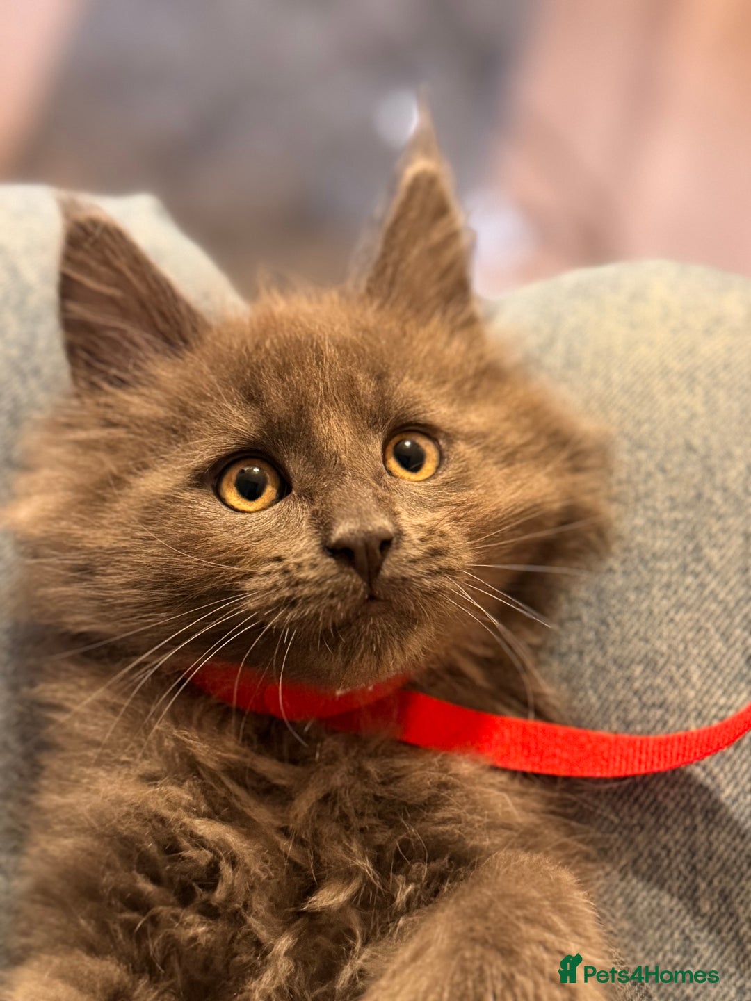 Maine Coon cats for sale: FINAL 3 REMAINING :TICA registered Mainecoons  - Image 12
