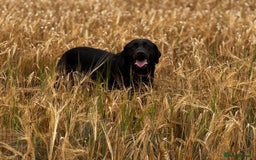 Labrador Retriever dogs for sale: KC Lab puppies - Image 10