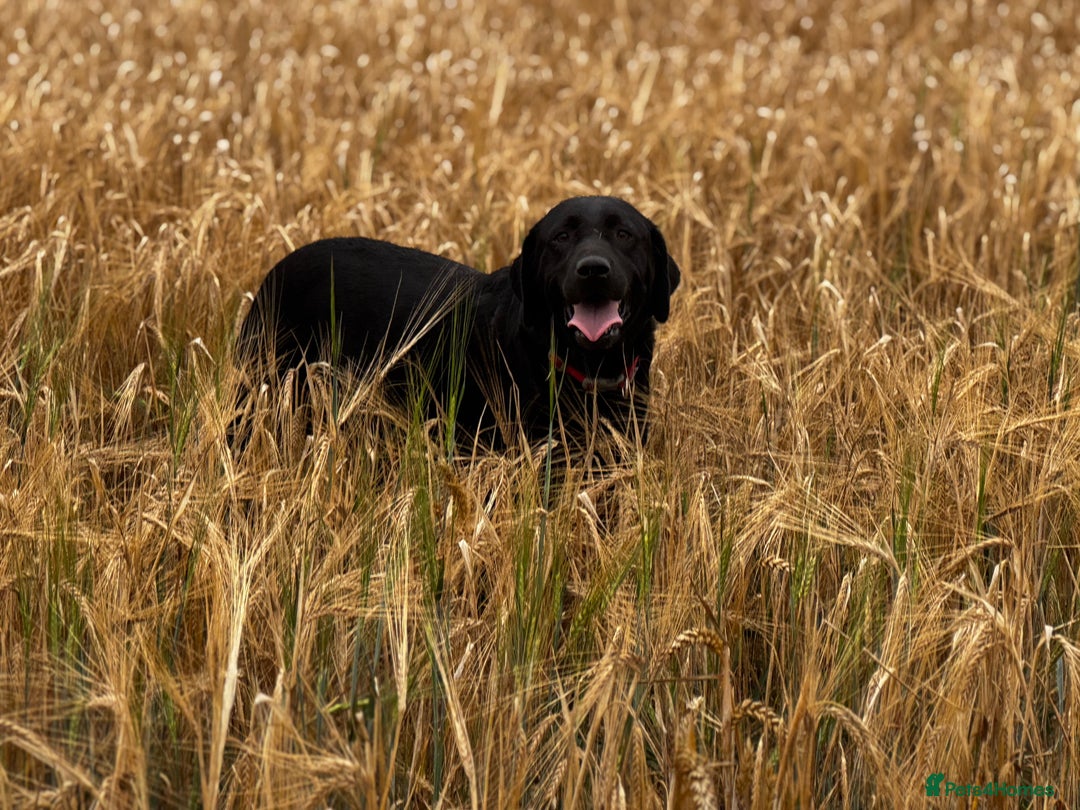 Labrador Retriever dogs for sale: KC Lab puppies - Image 10