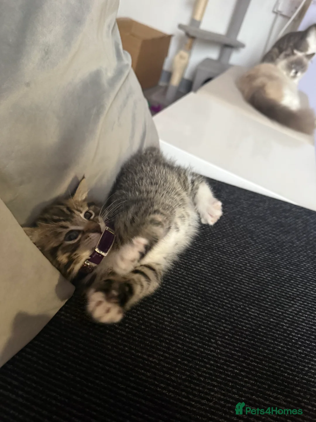 British Shorthair cats for sale: UNIQUE BRITISH SHORT HAIRS  - Advert 25