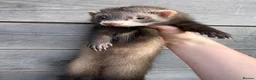 Ferret rodents for sale: ANGELICFERRETS. ONLY 1 semi JILL LEFT. READY NOW - Advert 4