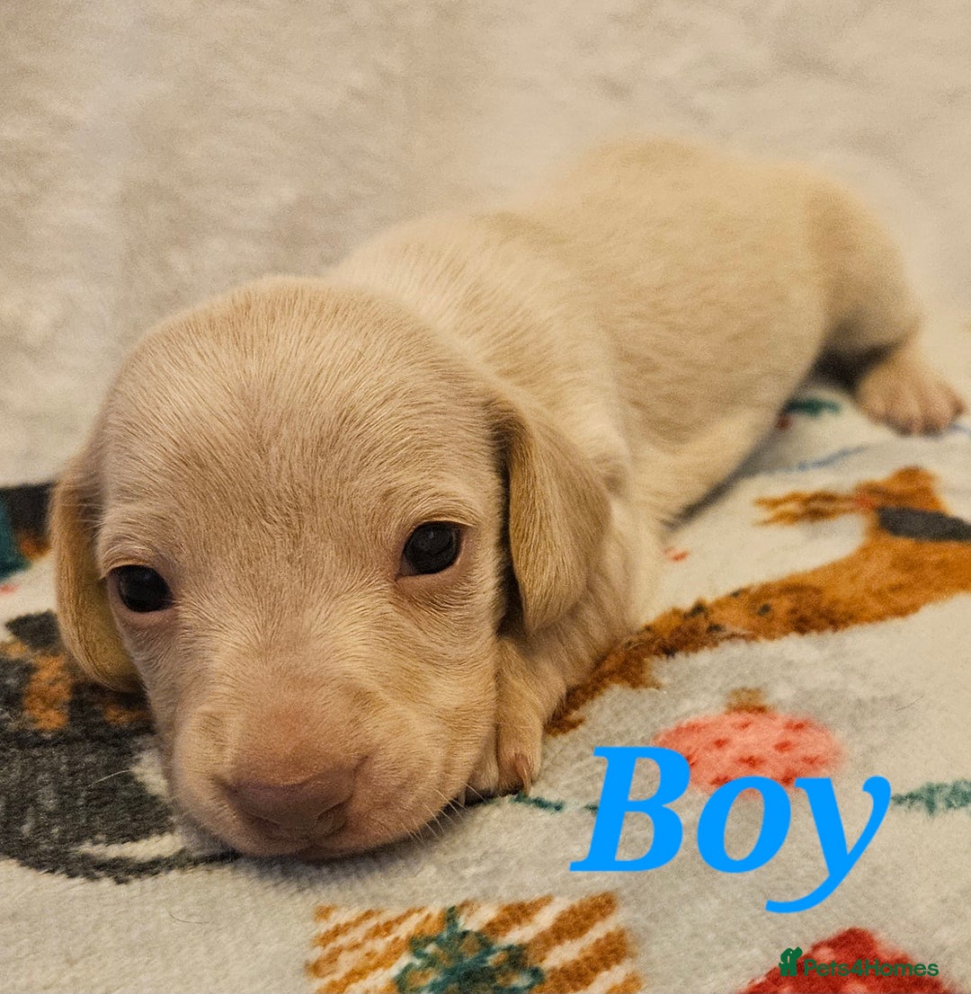 Miniature Dachshund dogs for sale: Beautiful kc miniature Dachshund puppies  - Advert 7