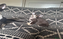 Devon Rex cats for sale: 1 girl left Devon Rex Kittens – Exceptional Type  in Stamford - Image 26