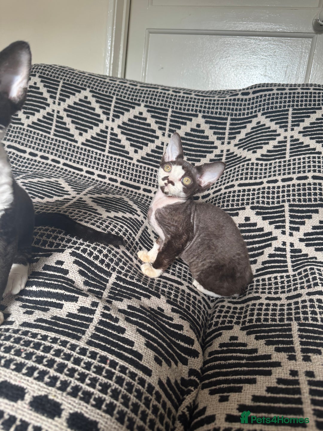 Devon Rex cats for sale: 1 girl left Devon Rex Kittens – Exceptional Type  in Stamford - Image 26