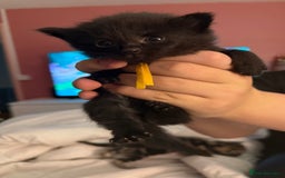 Mixed Breed cats for sale: Maine coon mix kittens - Advert 9