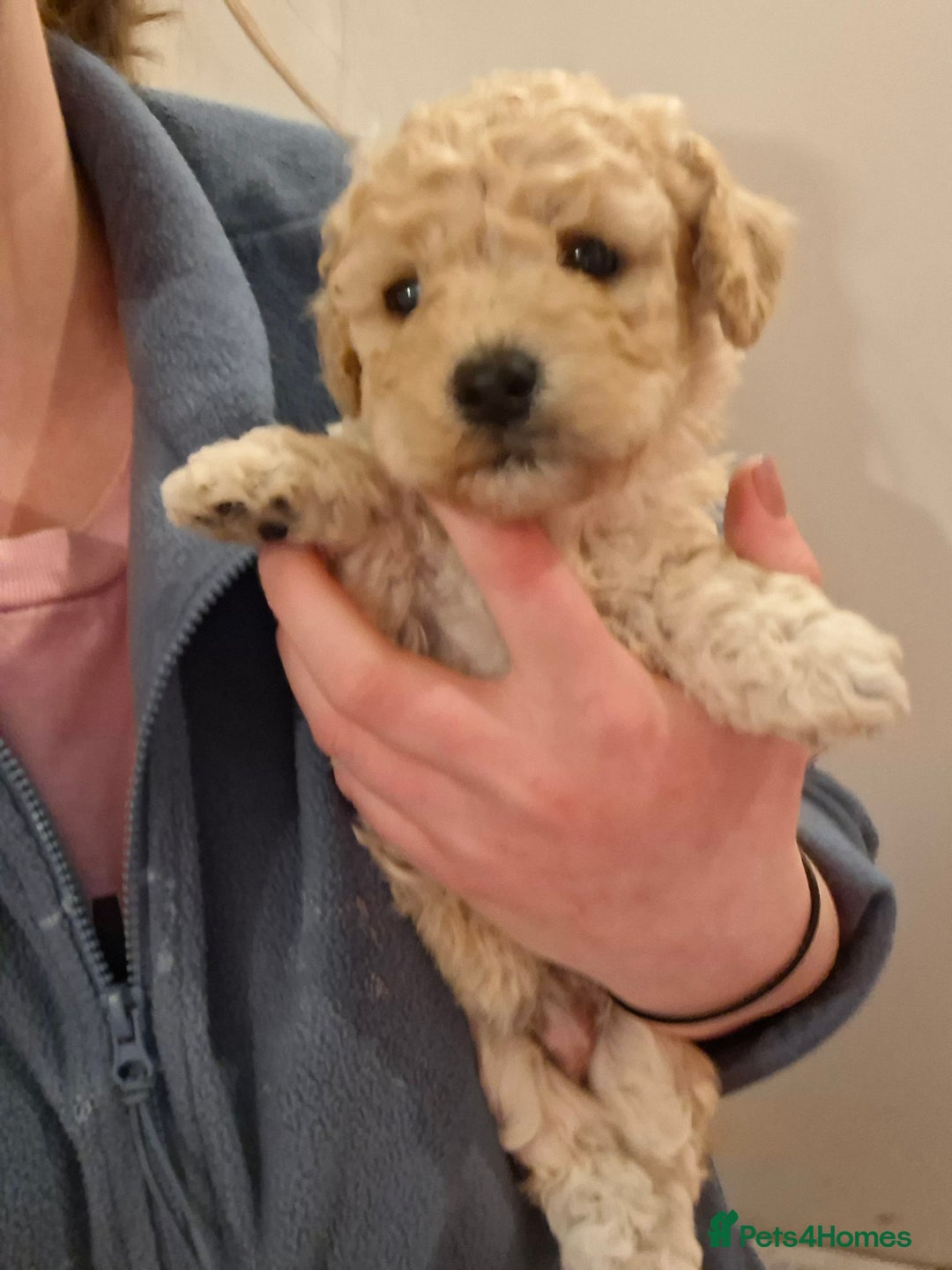 Poochon dogs for sale: Beautiful mini poodle x bichon frise puppies - Advert 5