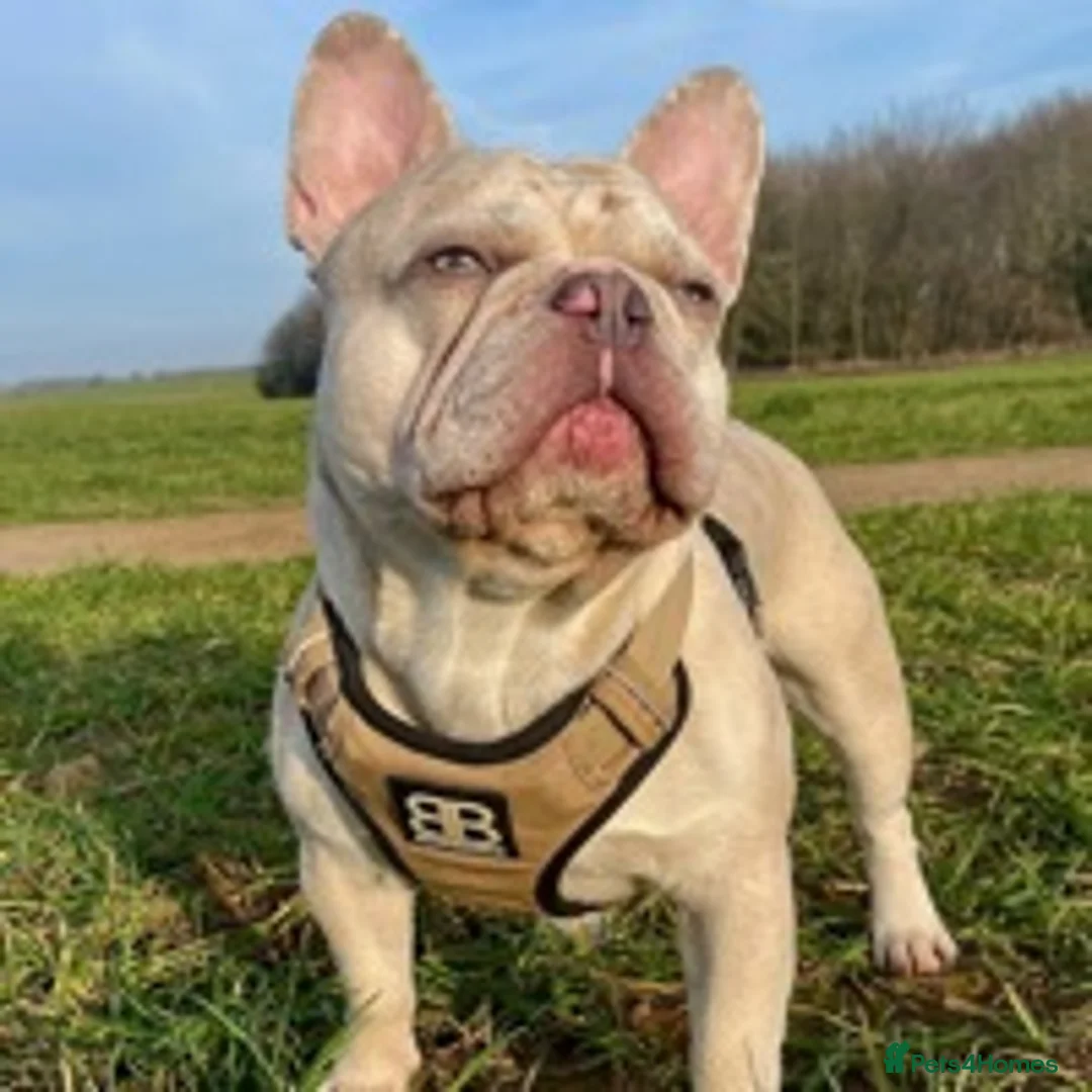 French Bulldog dogs for stud: 🦁HUNCHO🦁PUP BACK DEAL 1ST PICK FEMALE‼️ in Northampton - Advert 2