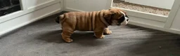 English Bulldog dogs for sale: English Bulldog KC reg - Advert 5