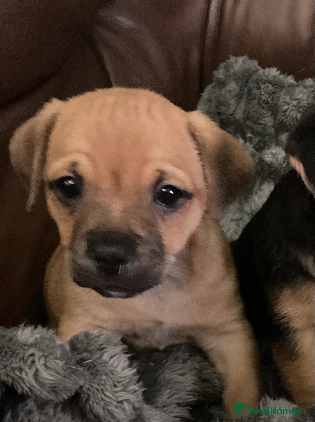Mixed Breed dogs for sale: BEAUTIFUL BORDER JACK PUPPIES - Advert 5