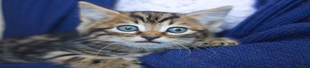 Mixed Breed Kitten 3