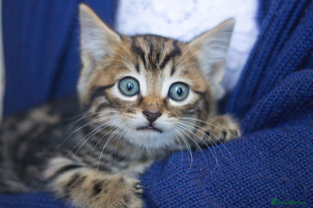 Mixed Breed cats for sale: 3 Happy Healthy Kittens - Image 9