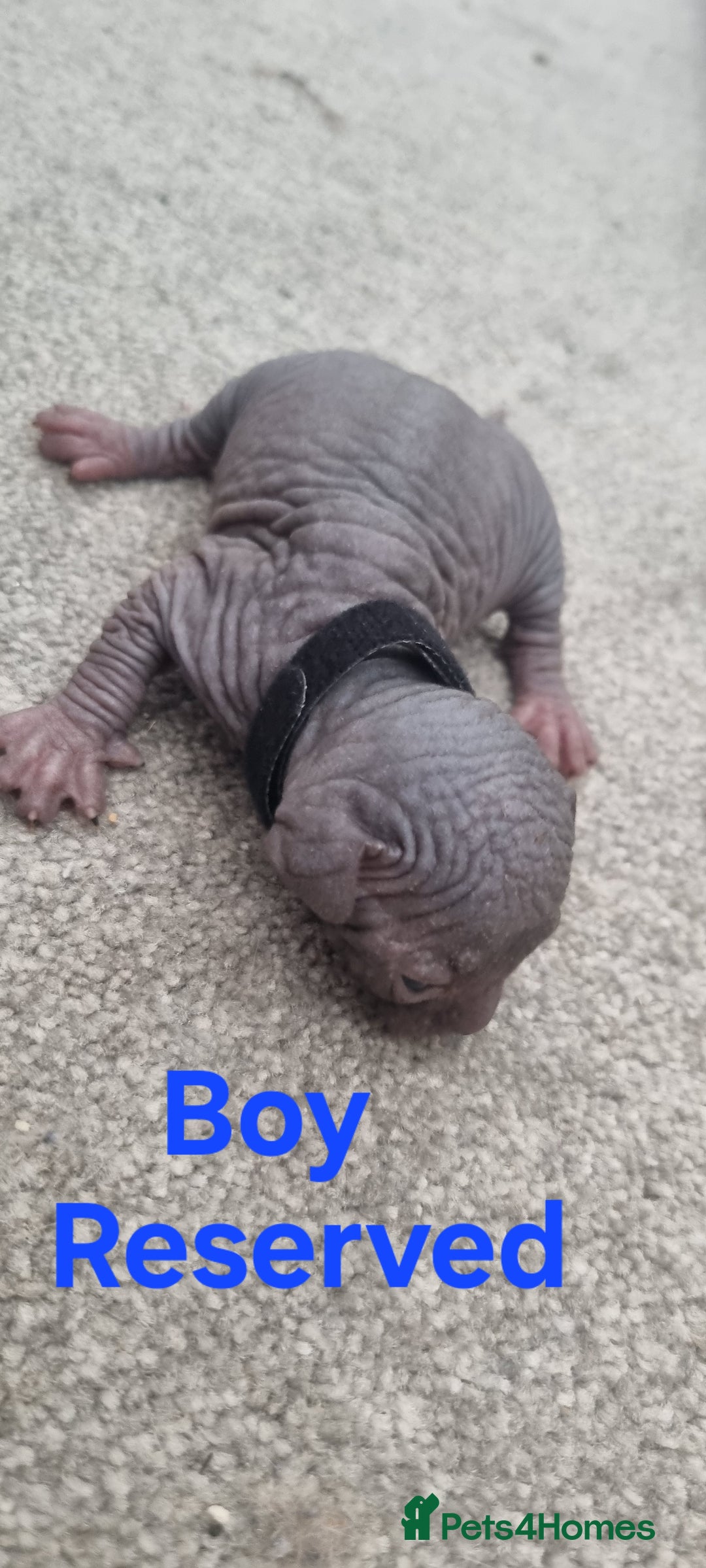 Sphynx cats for sale: Canadian Sphynx6New born kittens5 still available  - Image 17