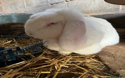 French Lop rabbits for sale: Stunning Purebred French Lop babies  - Image 5