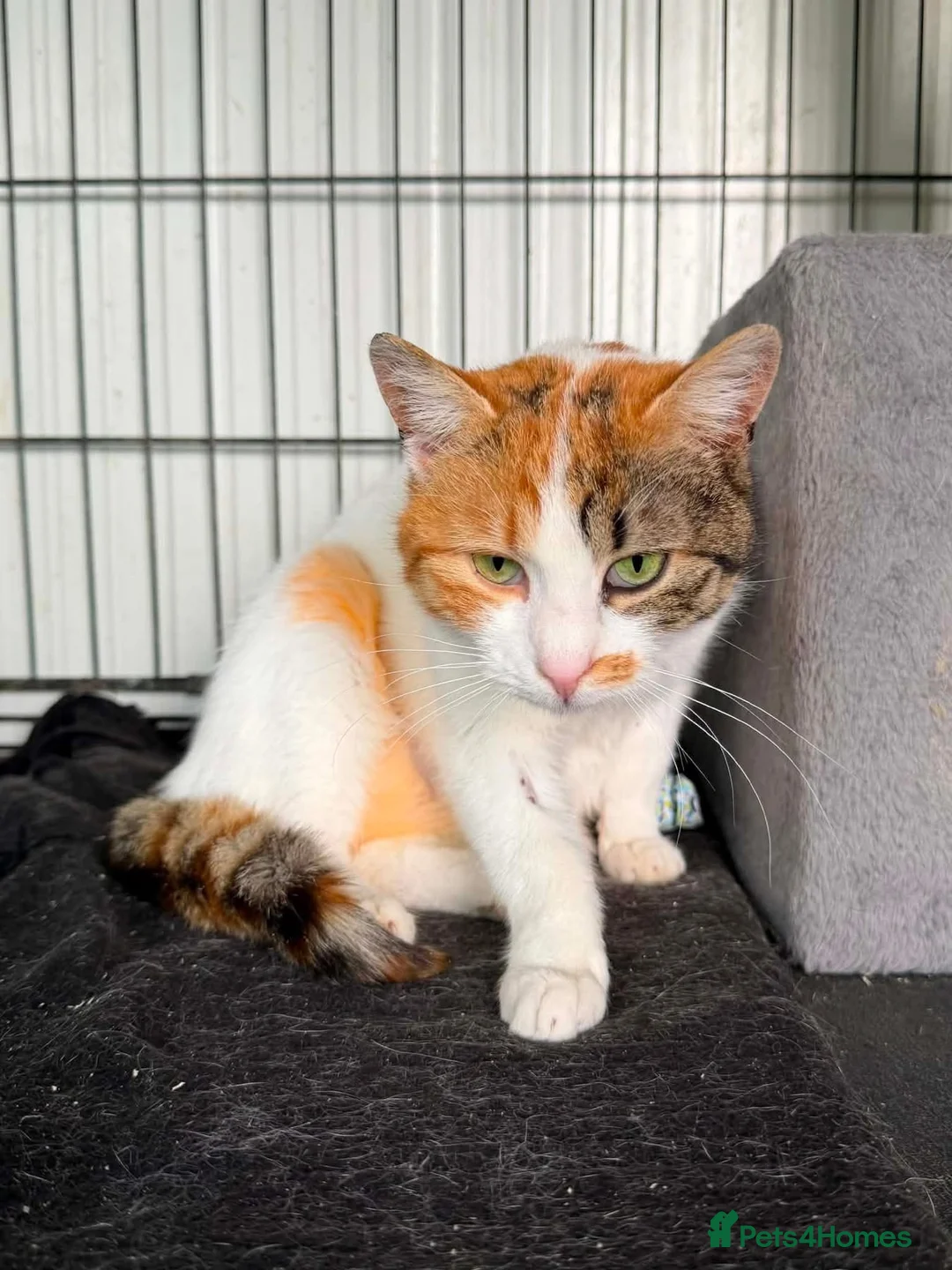 Mixed Breed cats for adoption: Mira - Guildford Surrey  - Advert 2
