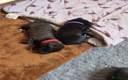 Mixed Breed dogs for sale: Beautiful Collie x K.C Staffy Pups  - Image 6