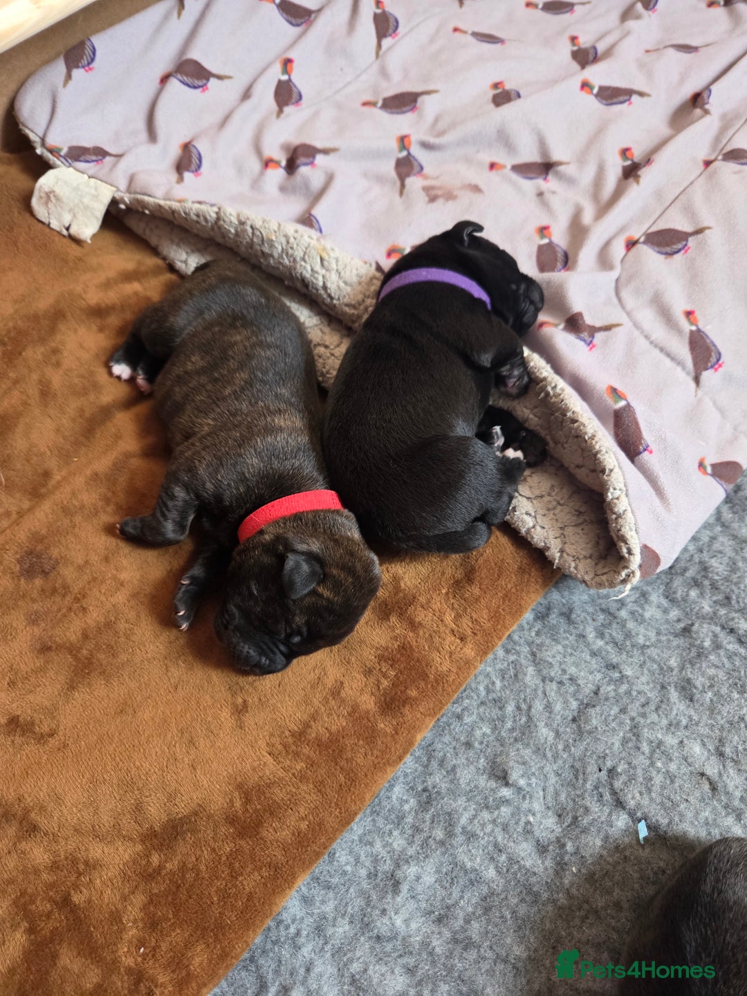 Mixed Breed dogs for sale: Beautiful Collie x K.C Staffy Pups  - Image 6