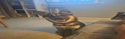 Shepsky dogs for sale: Shepsky. Female. 7 months old in Studley - Advert 1