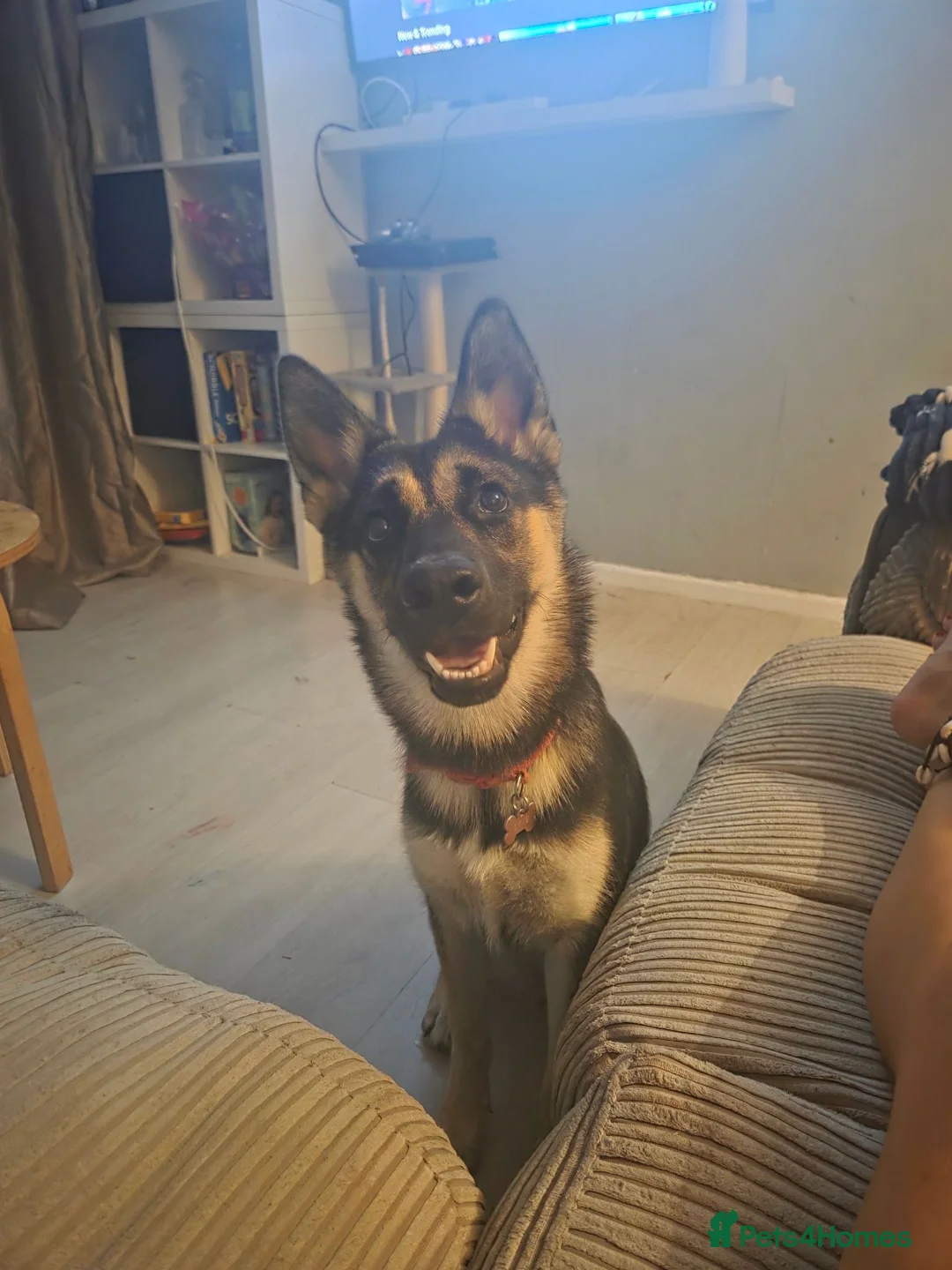 Shepsky dogs for sale: Shepsky. Female. 7 months old in Studley - Advert 1