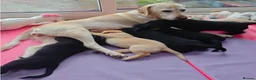 Labrador Retriever dogs for sale: Adorable Black & Yellow Labrador Companions in Paisley - Advert 8