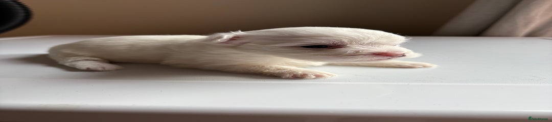 Mixed Breed Puppy 1