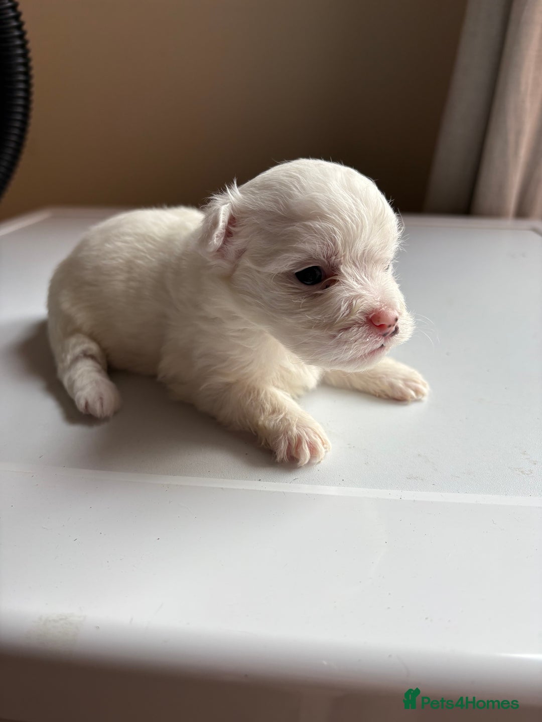 Mixed Breed dogs for sale: Pomeranian × Poodle × Chihuahua Puppies  - Image 11