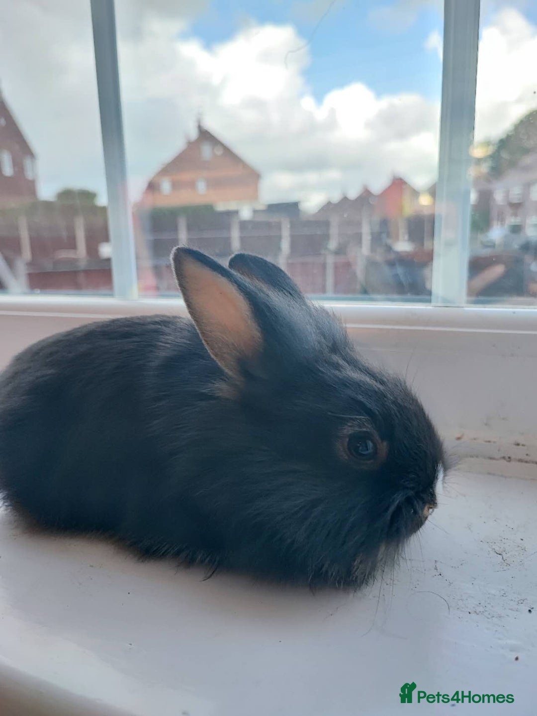 Dwarf Lop rabbits for sale: A cute little rabbit - Image 4