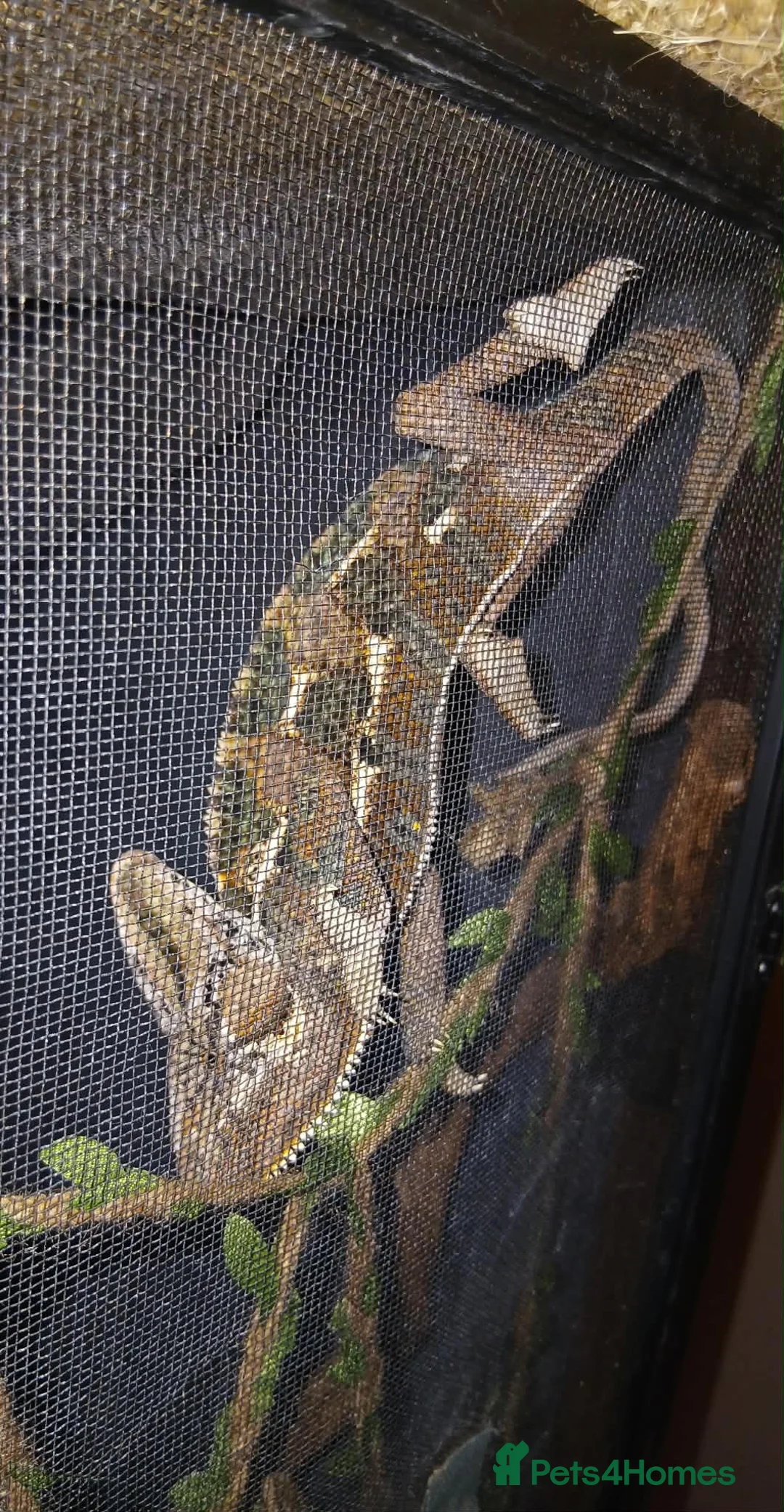 Chameleon reptiles for sale: Male chameleon  - Advert 5