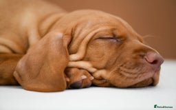 Hungarian Vizsla dogs for sale: Exceptional KC registered Hungarian Vizsla Litter - Image 19