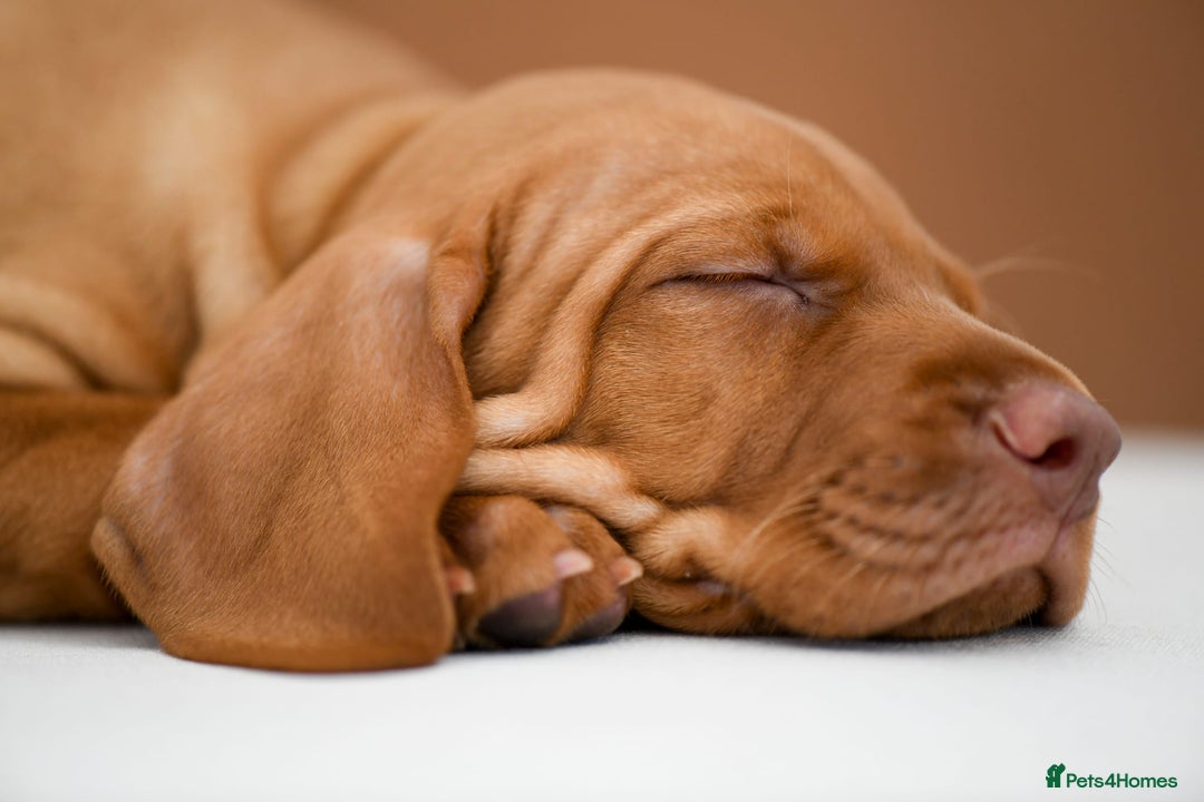 Hungarian Vizsla dogs for sale: Exceptional KC registered Hungarian Vizsla Litter - Image 19