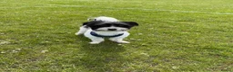 Mixed Breed dogs for stud: Jack Russel terrior  - Advert 3